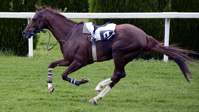 Racing Horse Without a Rider