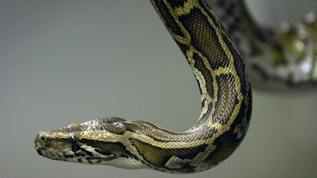 Closeup of a Snake