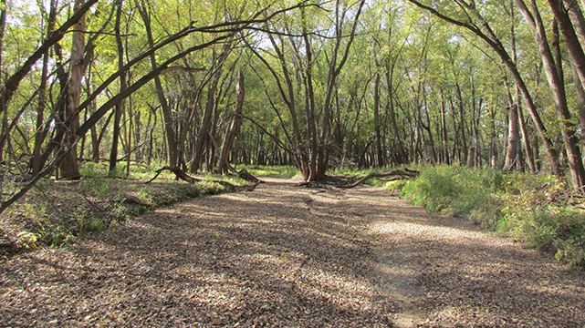 Mezomani Trail Through The Trees