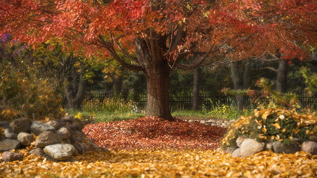 Scenic View of A Tree In The Fall At McCrory Gardens South Dakota