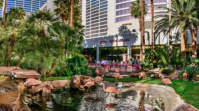 Flamingos at The Flamingo Wildlife Habitat at the Flamingo Hotel & Casino