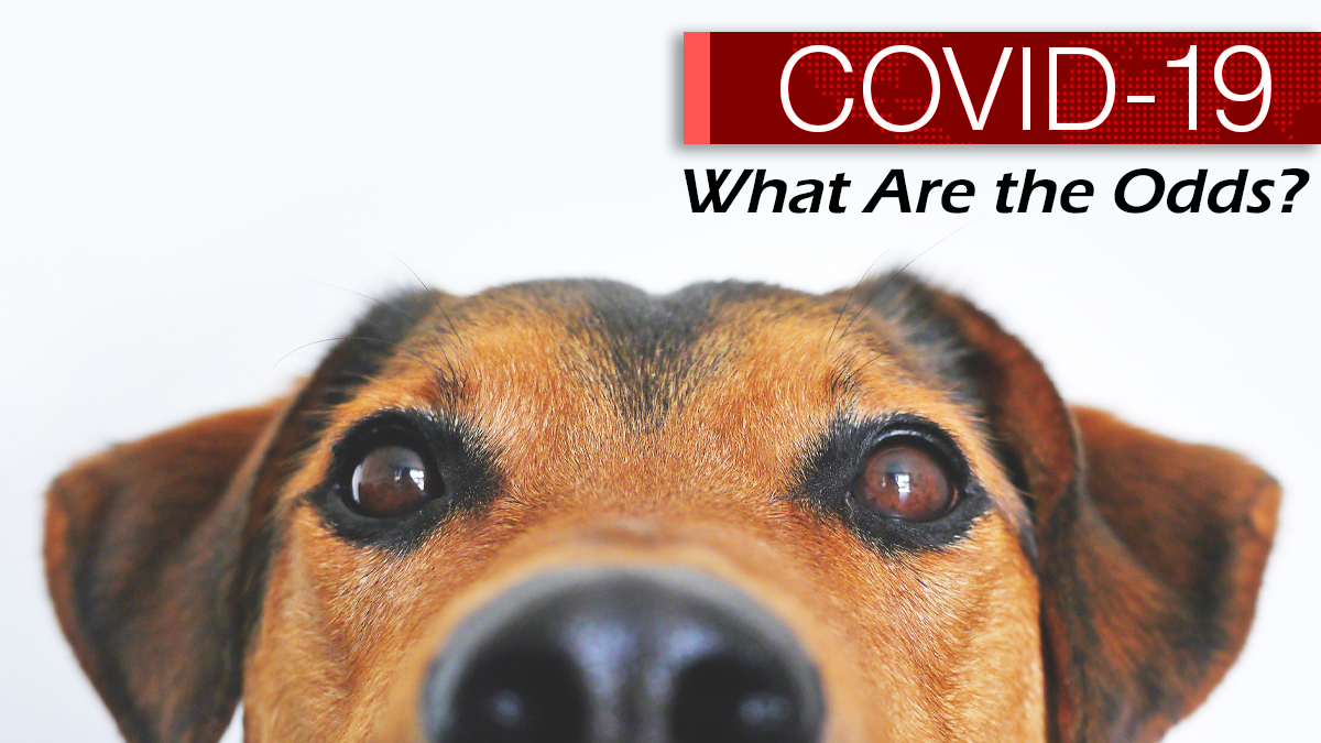 Dog and COVID-19