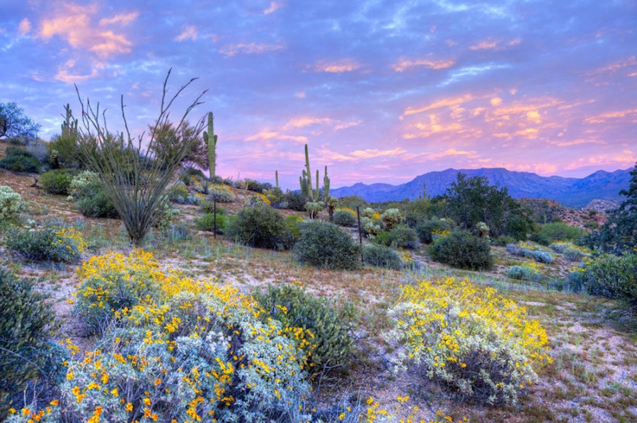 Desert Flowers
