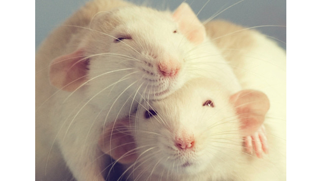 Dua Tikus Dekat Satu Sama Lain